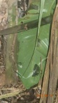Jungle - et les gigantesques fourmis noires tueuses ( ce n'est pas un couteau a patata ça, c'est une machette!)
